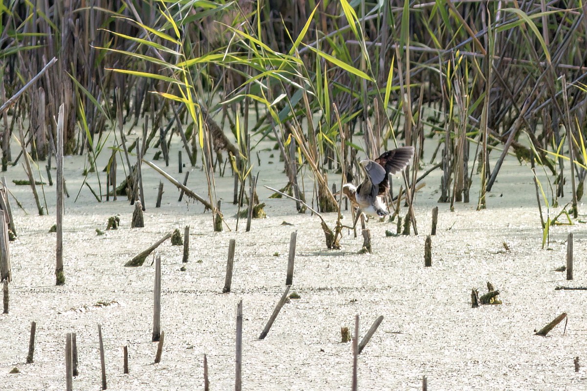 Least Bittern - ML640952801