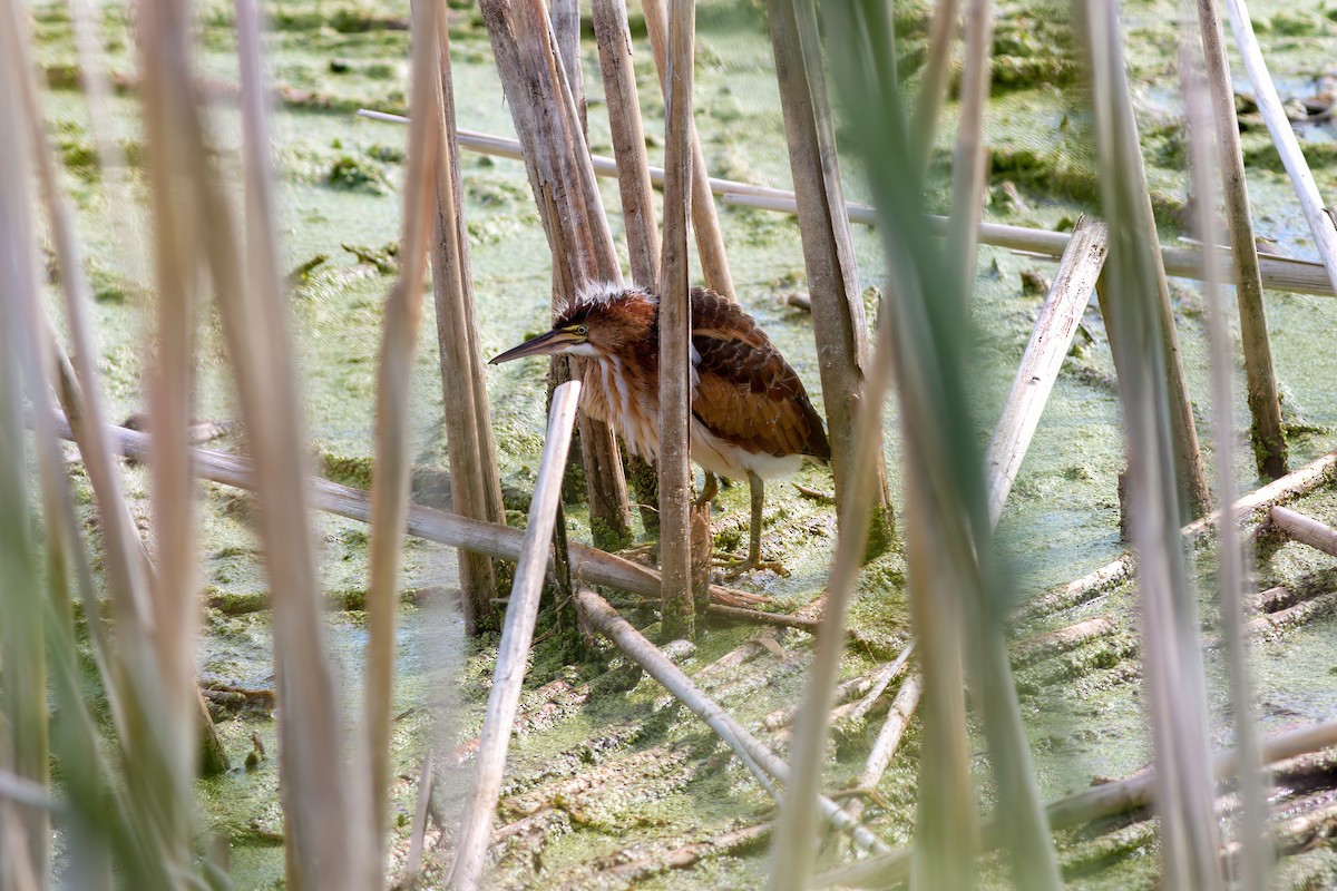 Least Bittern - ML640952802