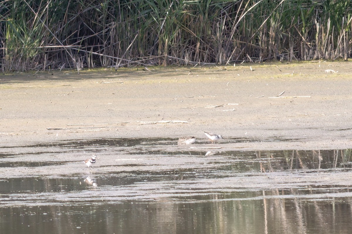Wilson's Phalarope - ML640952809