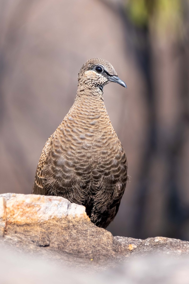 White-quilled Rock-Pigeon - ML640952812