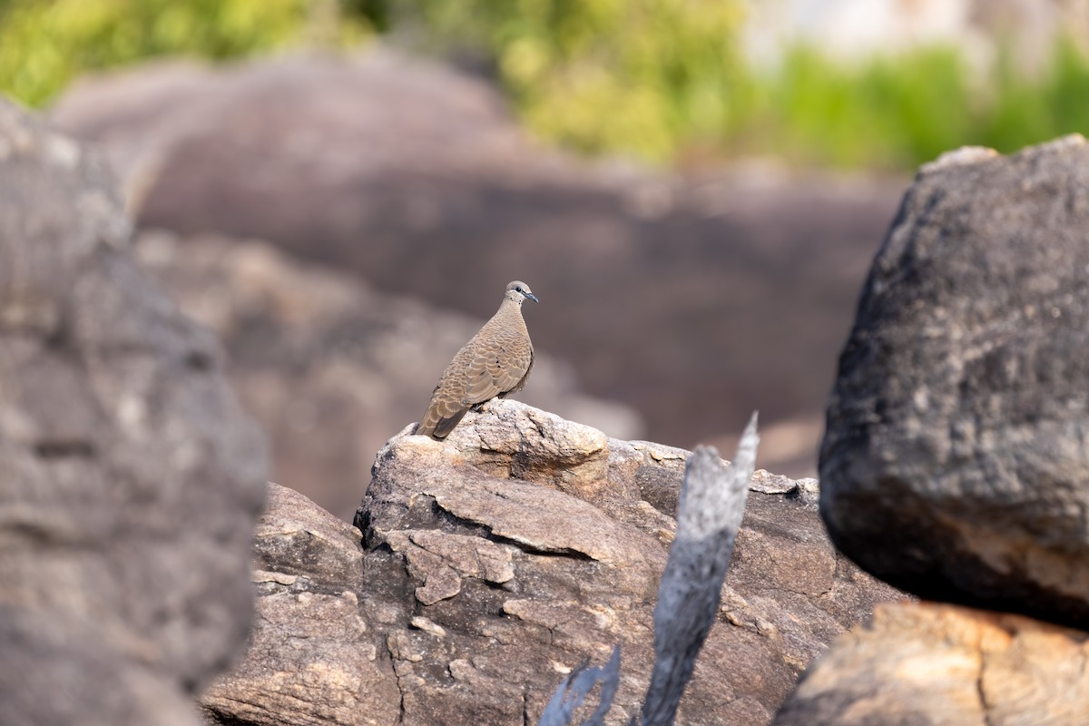 White-quilled Rock-Pigeon - ML640952813