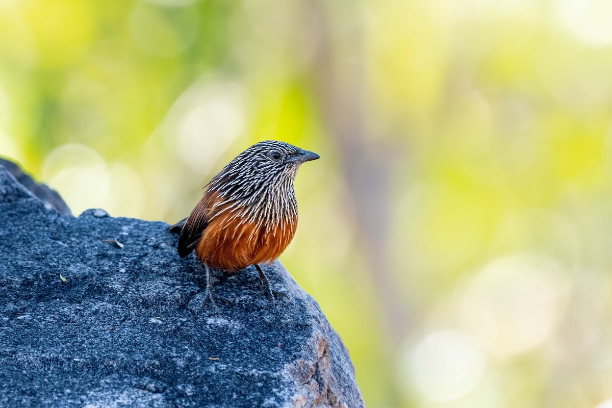 Black Grasswren - ML640952863