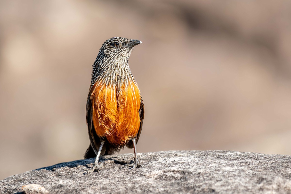 Black Grasswren - ML640952864