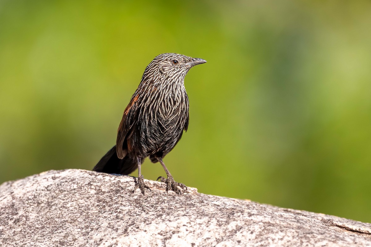 Black Grasswren - ML640952865