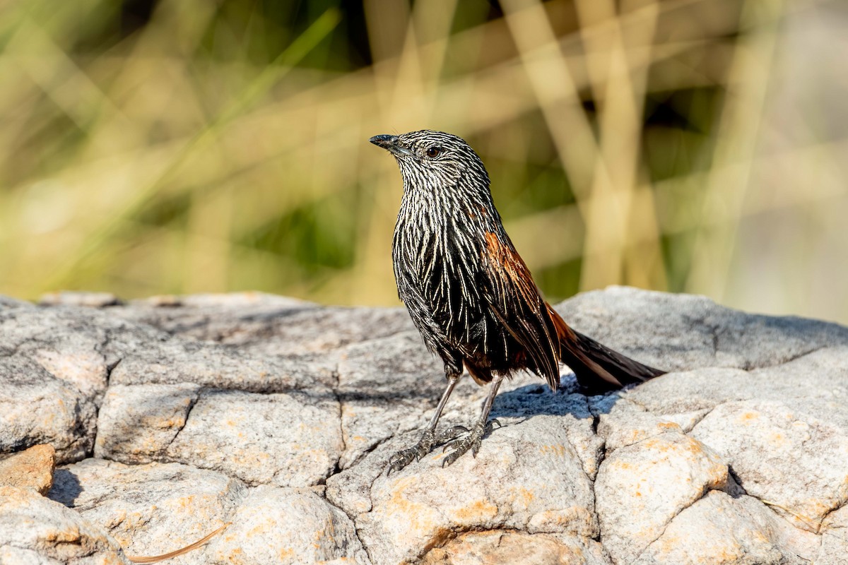 Black Grasswren - ML640952867