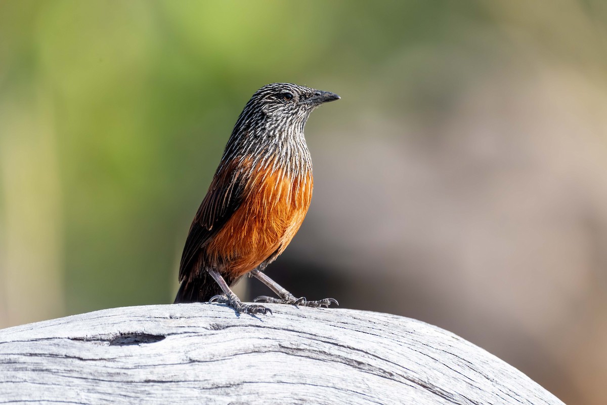 Black Grasswren - ML640952868