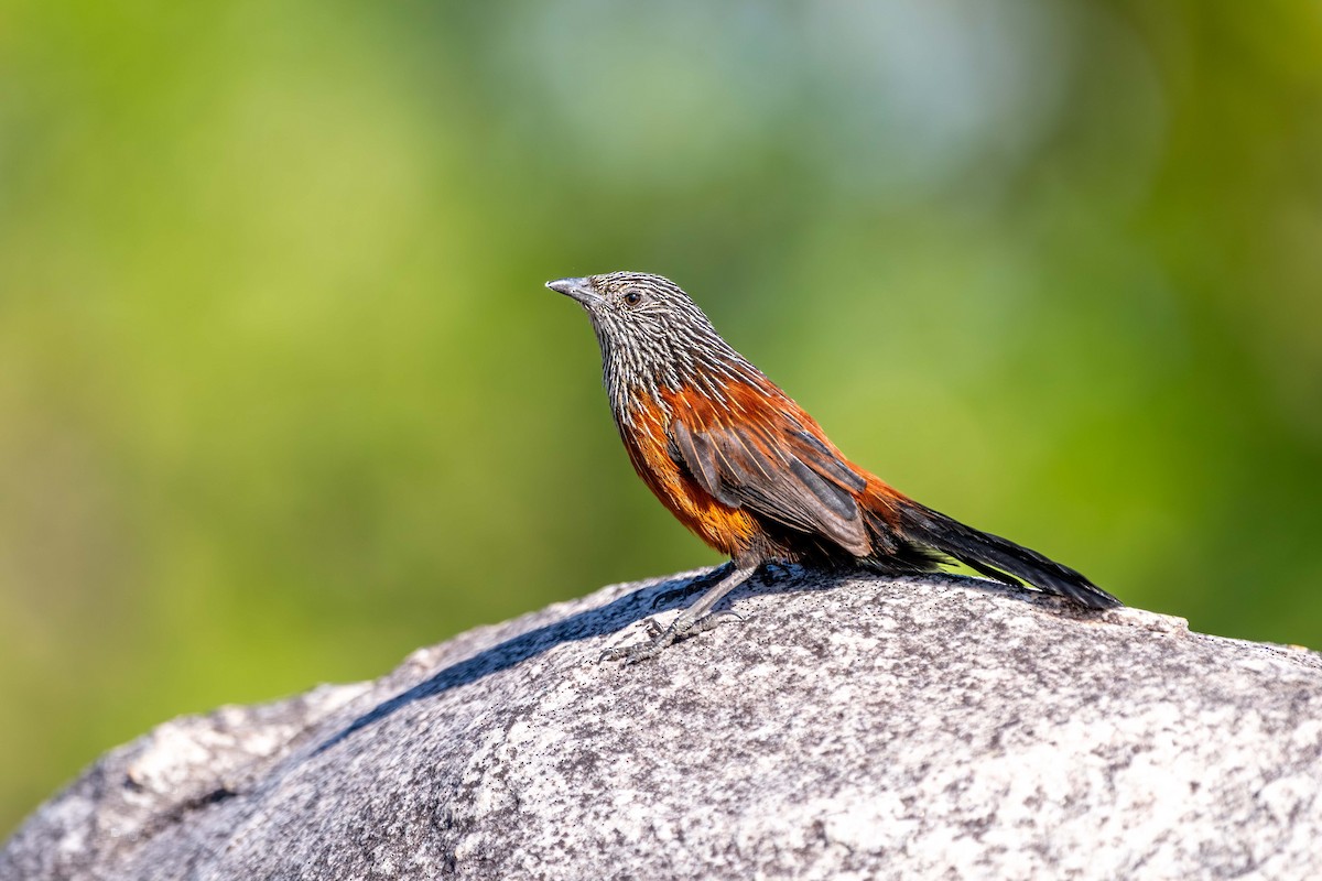 Black Grasswren - ML640952869