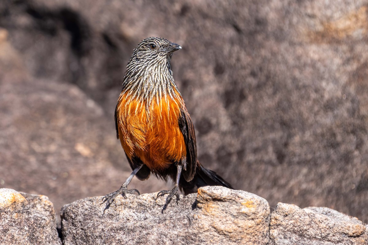 Black Grasswren - ML640952870