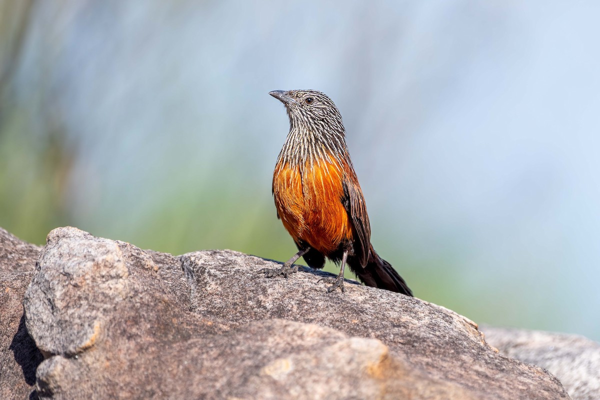 Black Grasswren - ML640952871