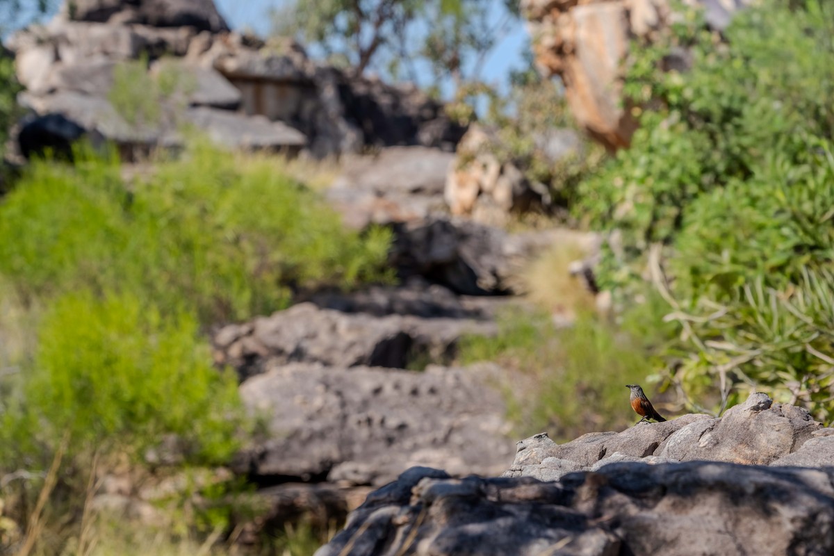 Black Grasswren - ML640952872