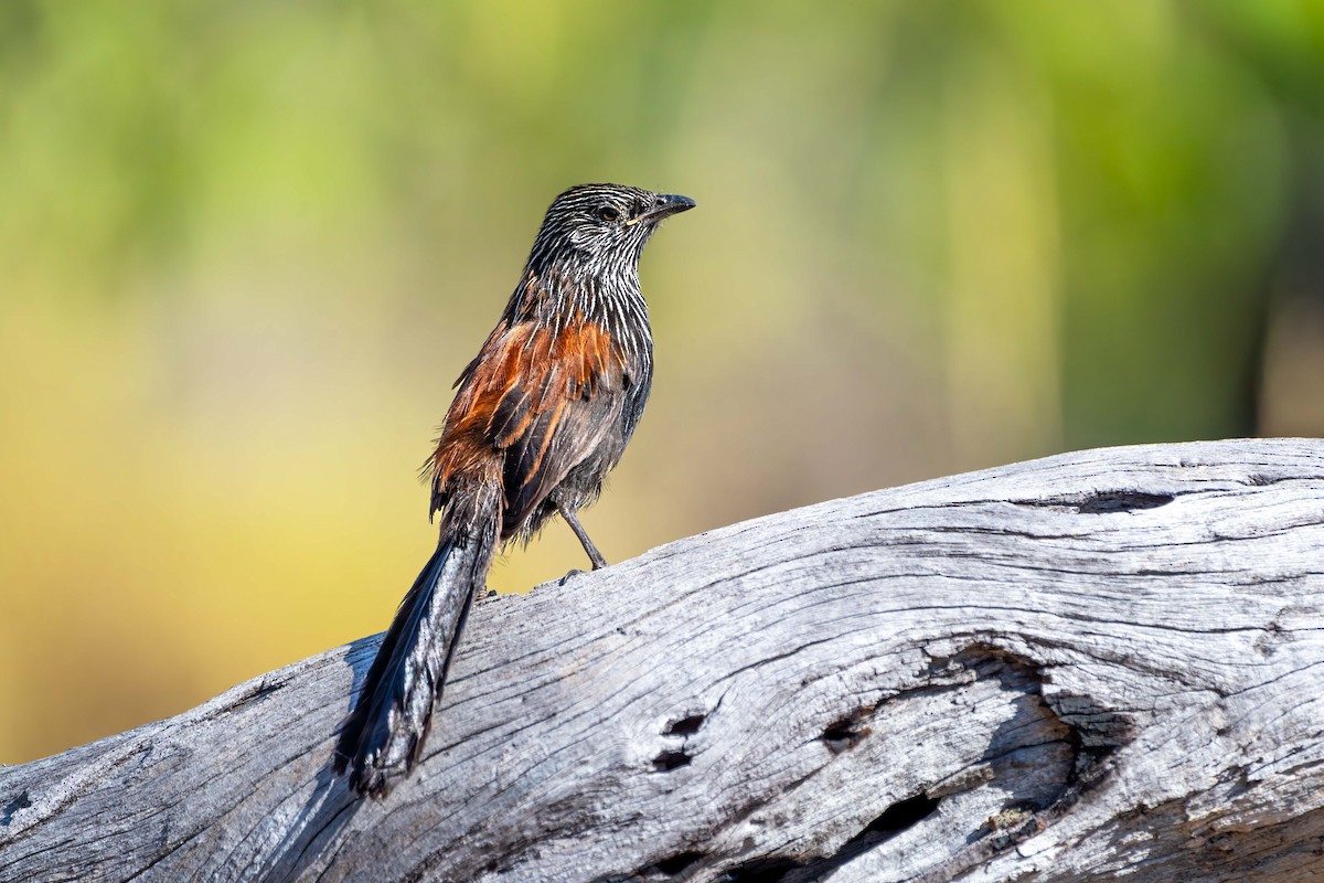 Black Grasswren - ML640952873