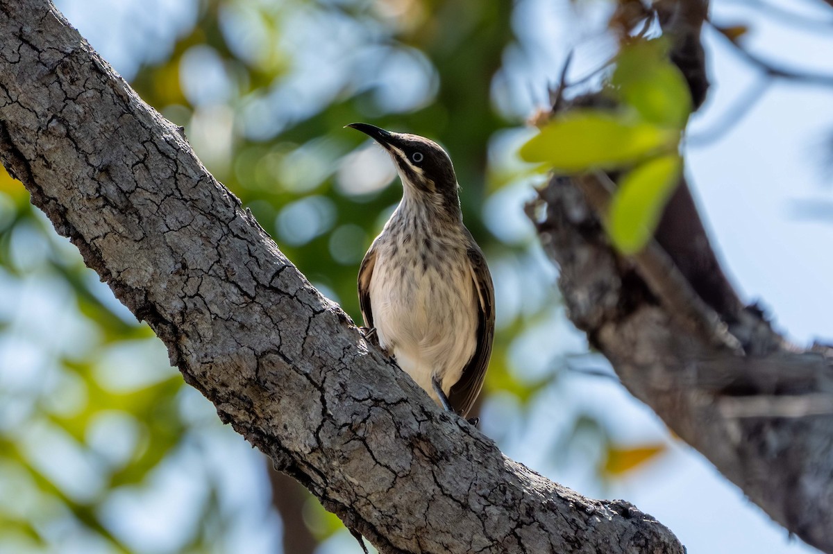 Kimberley Honeyeater - ML640952897