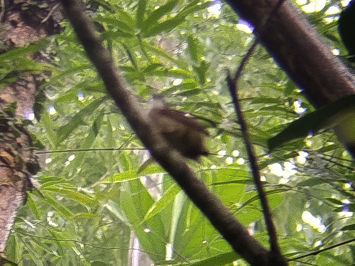 Ochraceous Bulbul - ML640952907