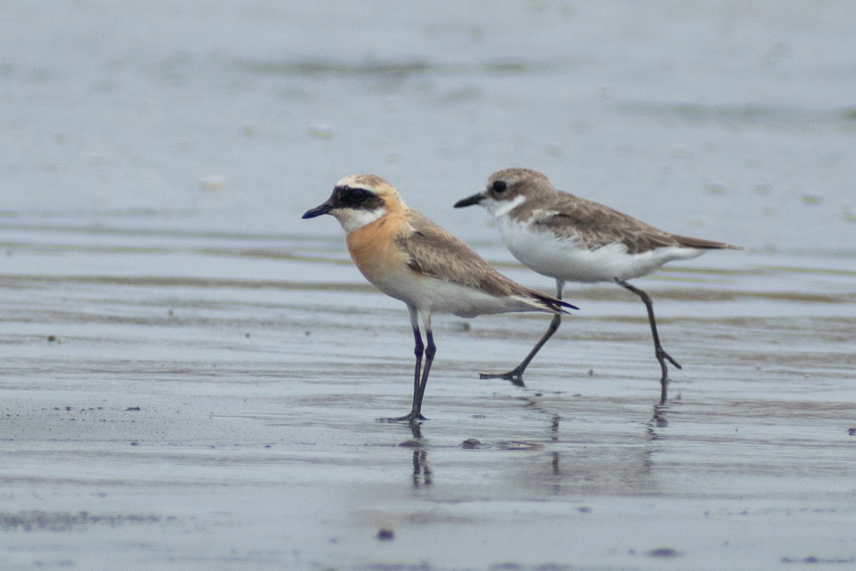 Tibetan Sand-Plover - ML640952957