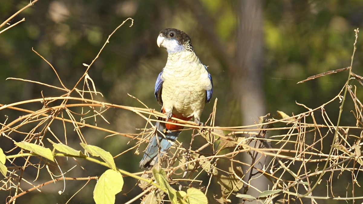 Northern Rosella - ML640952959