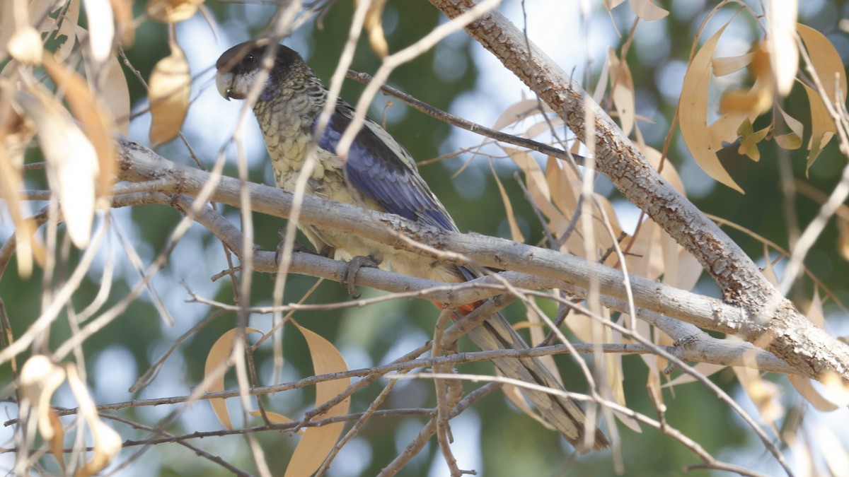 Northern Rosella - ML640952961