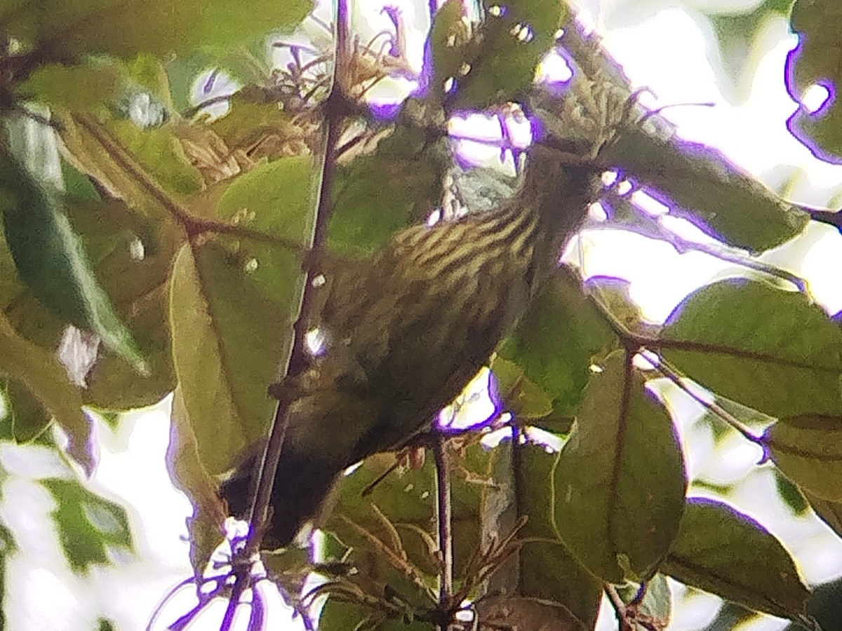 Purple-naped Spiderhunter - ML640952965