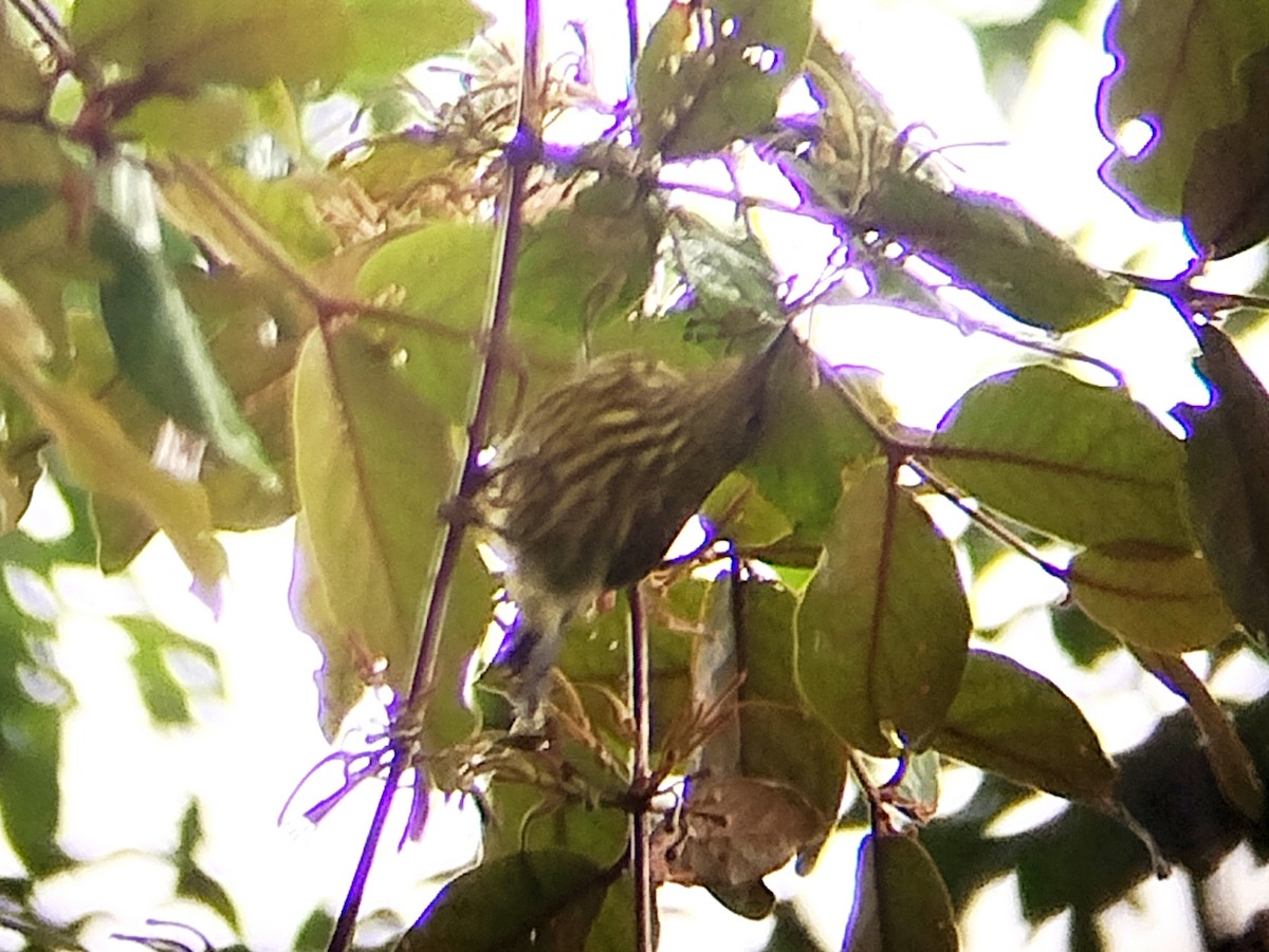 Purple-naped Spiderhunter - ML640952966