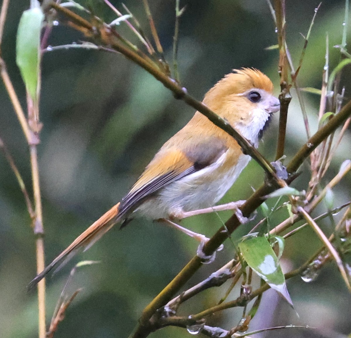 Golden Parrotbill - ML640953029