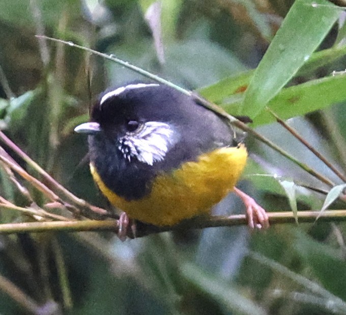 Golden-breasted Fulvetta - ML640953033