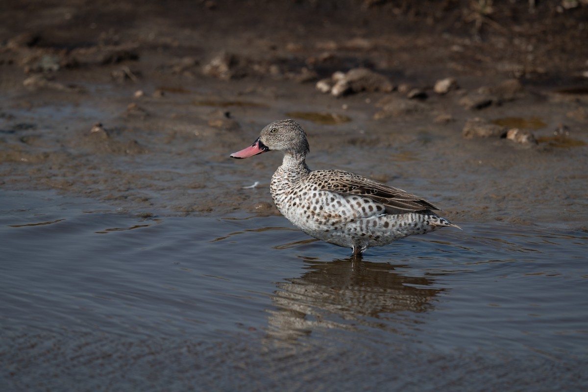 Cape Teal - ML640953041