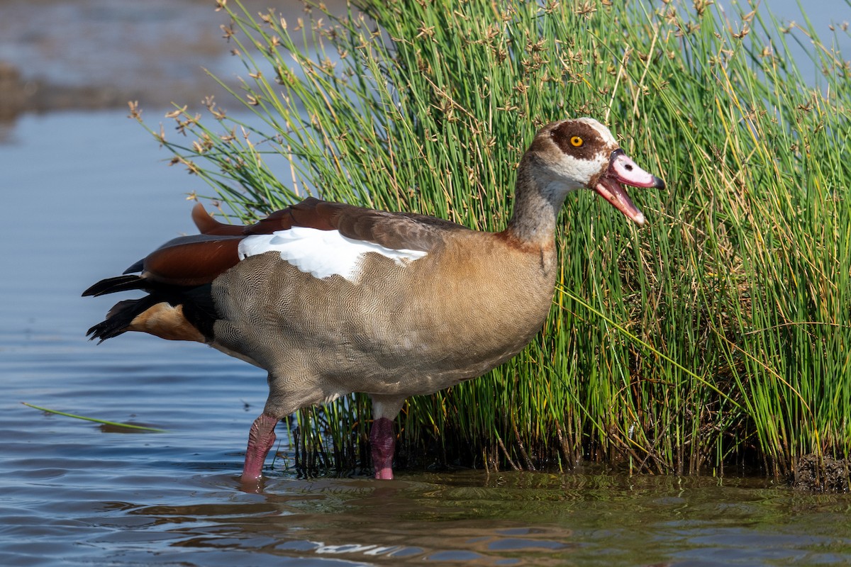 Egyptian Goose - ML640953051