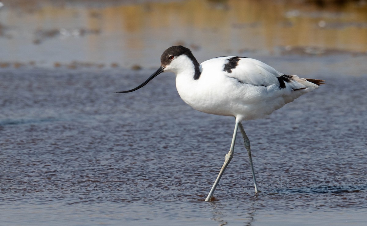 Pied Avocet - ML640953057