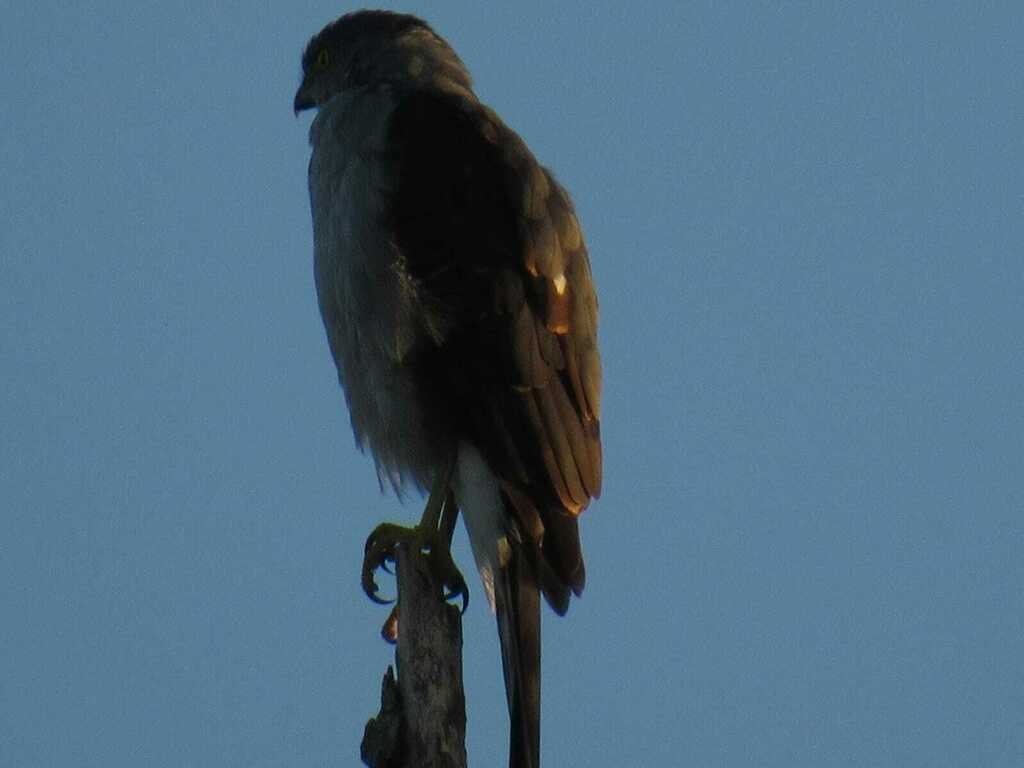 Bicolored Hawk - ML640953058