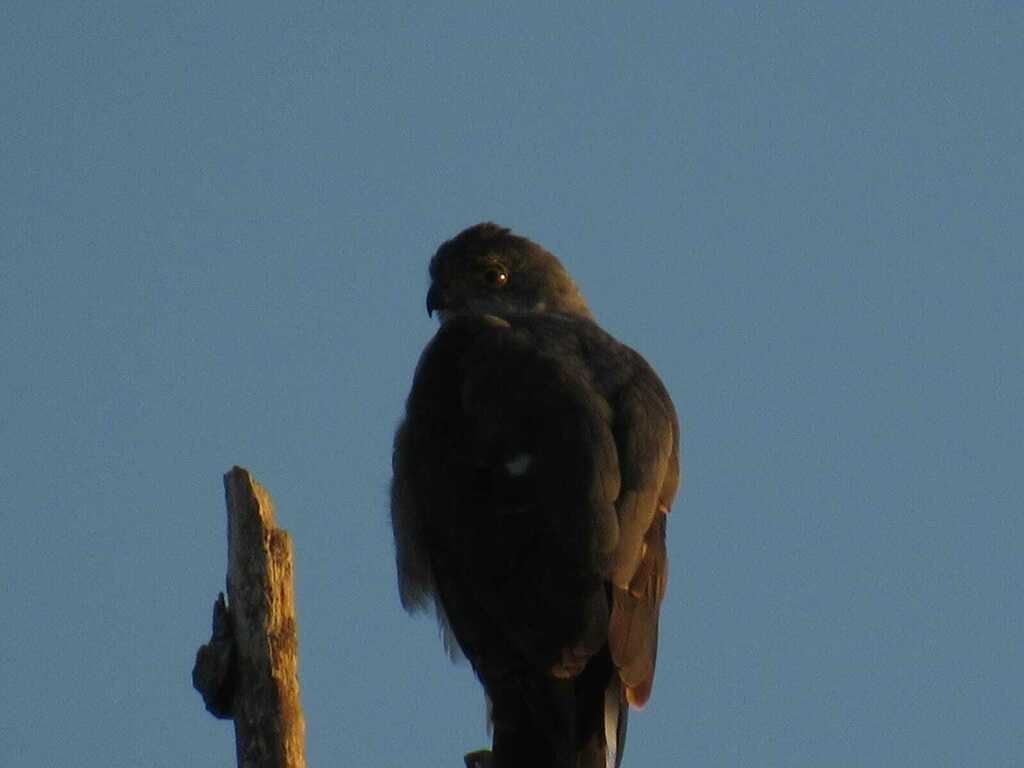 Bicolored Hawk - ML640953059