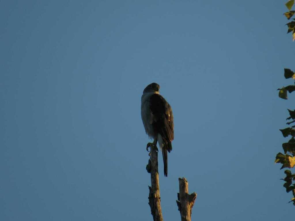 Bicolored Hawk - ML640953060