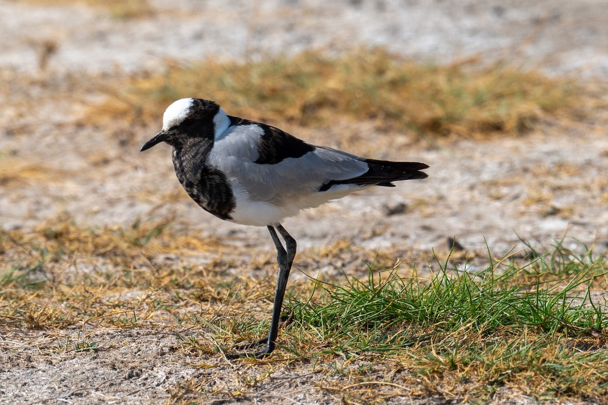 Blacksmith Lapwing - ML640953073