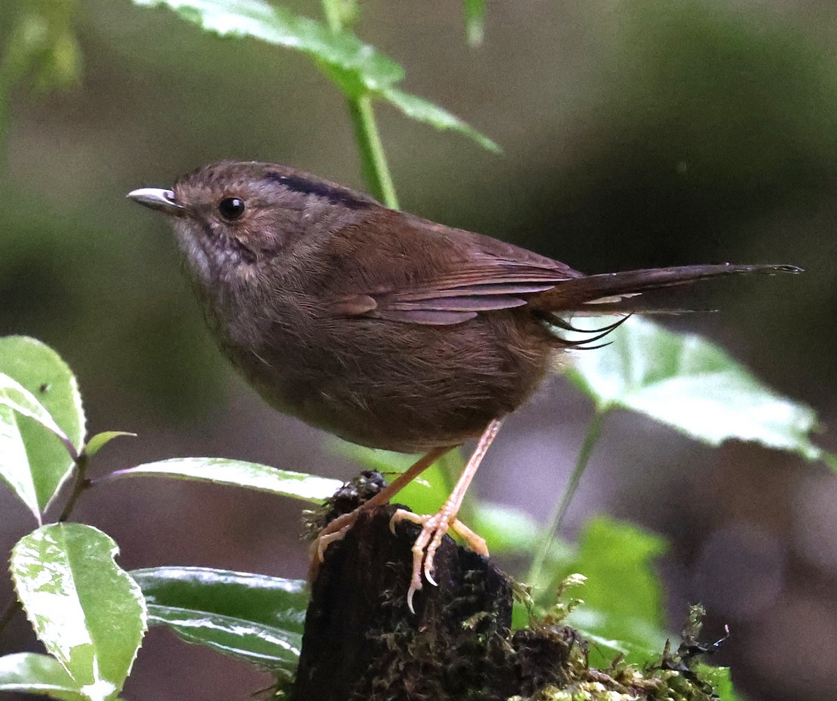 Dusky Fulvetta - ML640953079