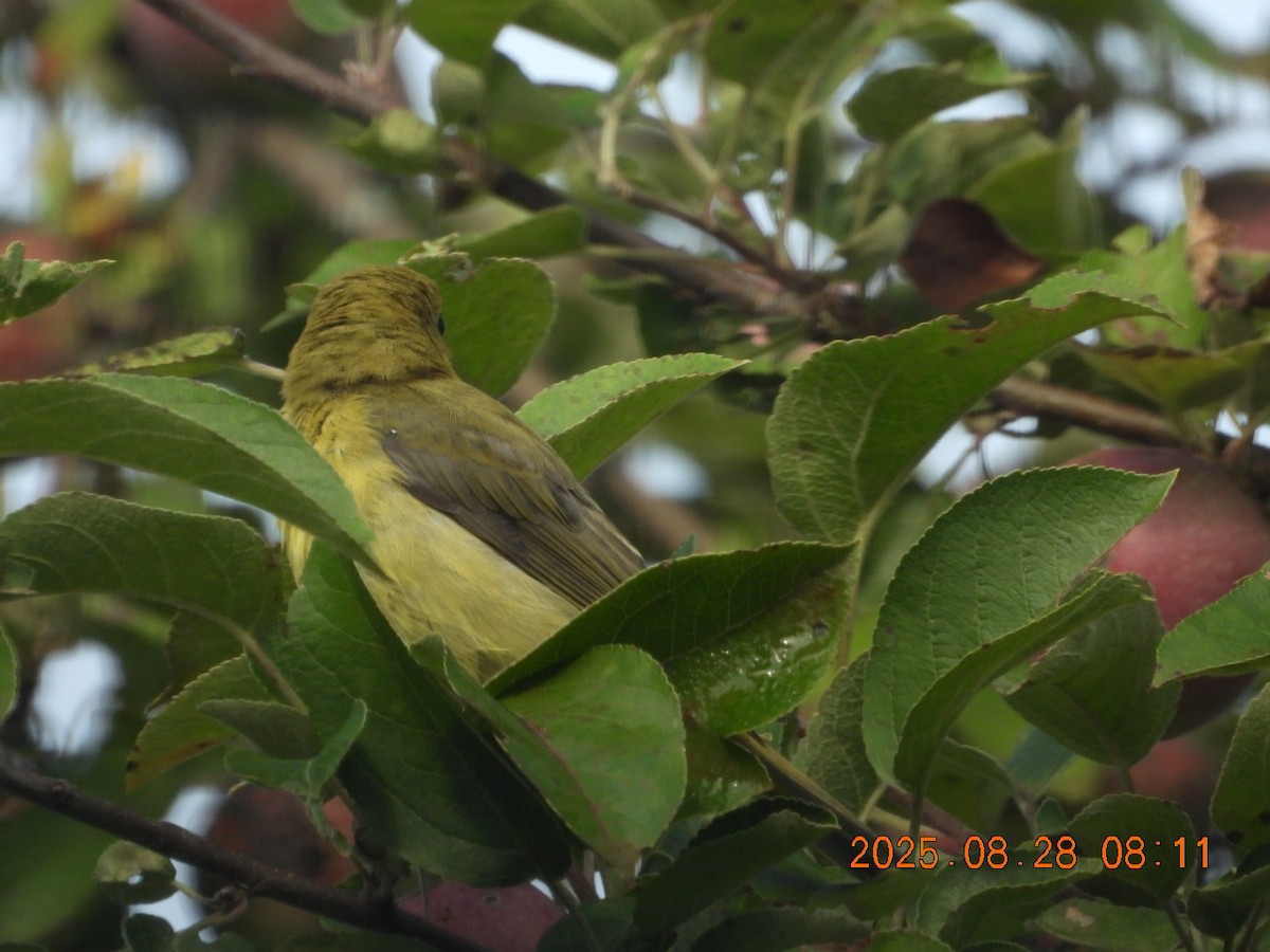 Scarlet Tanager - ML640953099