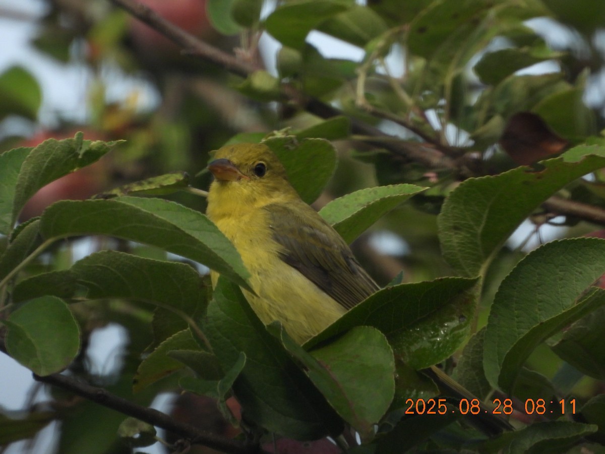 Scarlet Tanager - ML640953100