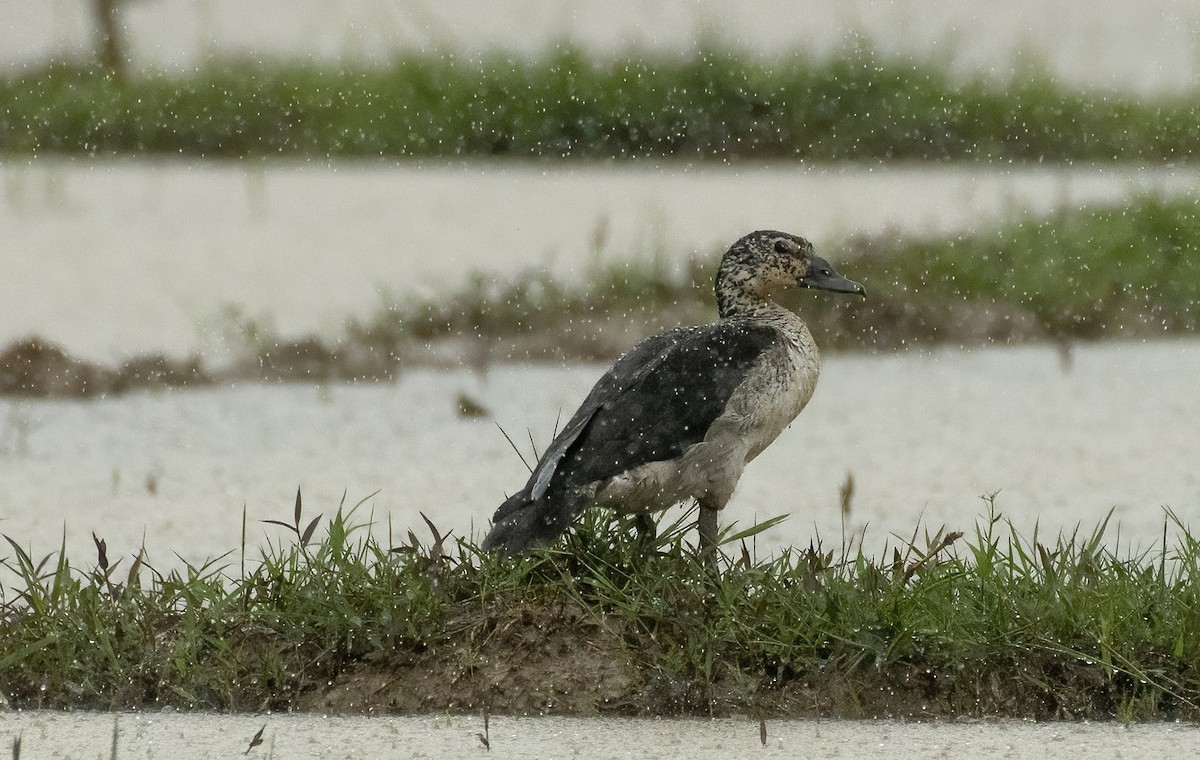 Knob-billed Duck - ML640953126