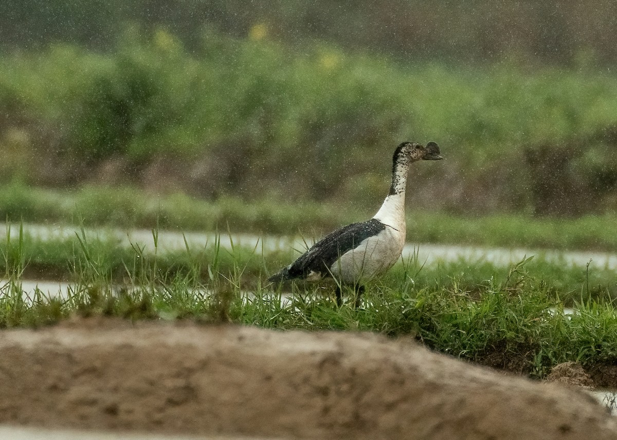 Knob-billed Duck - ML640953127