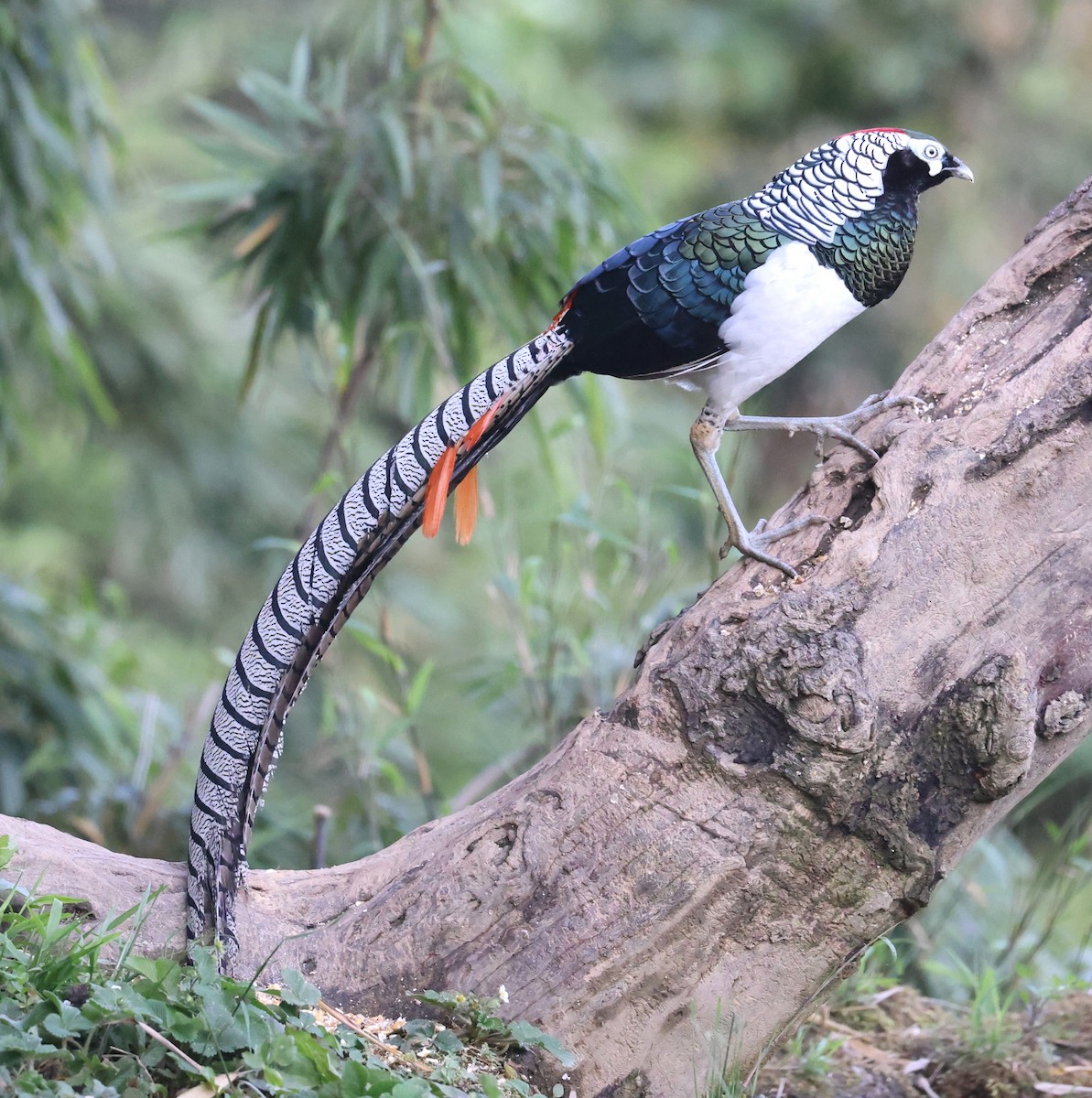 Lady Amherst's Pheasant - ML640953136