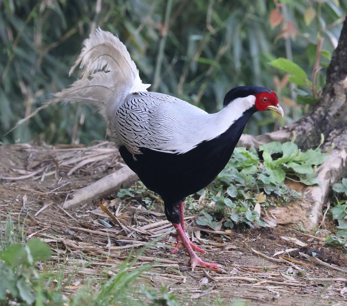 Silver Pheasant - ML640953144