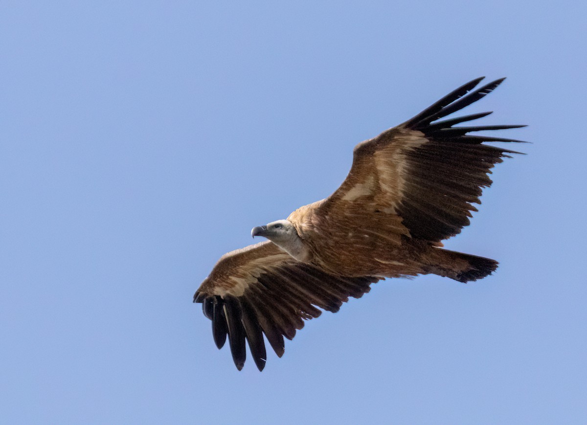 sup bělohlavý - ML640953173