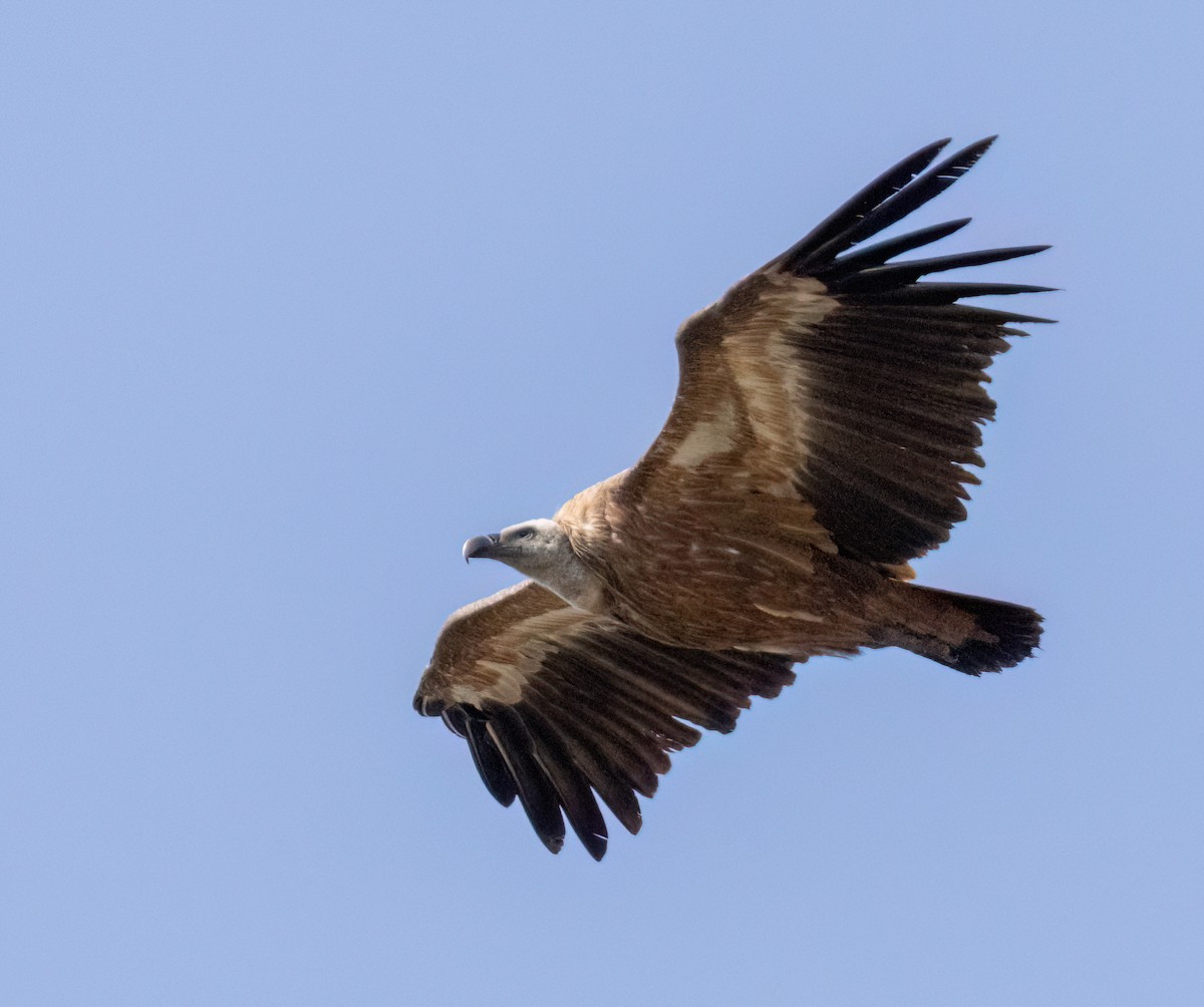 sup bělohlavý - ML640953174