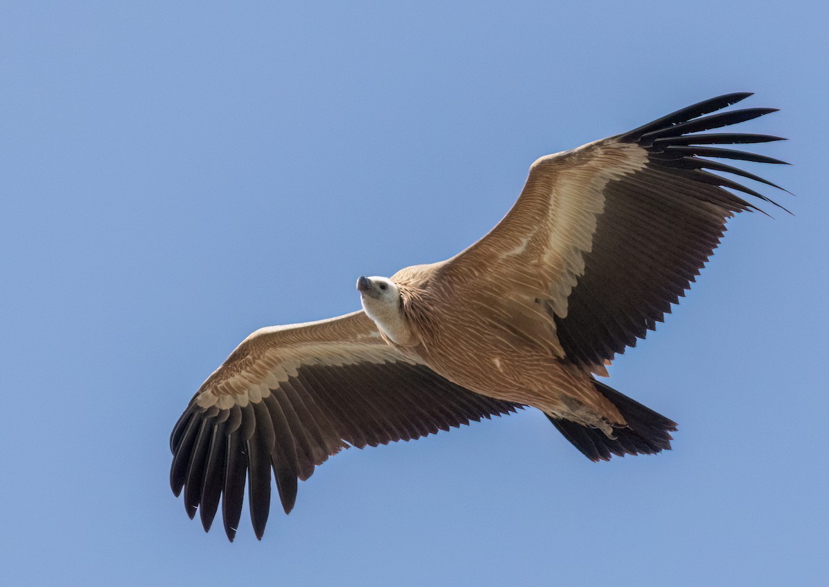 sup bělohlavý - ML640953175