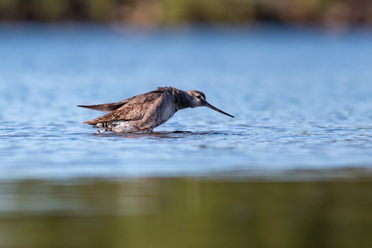 Hudsonian Godwit - ML640953193