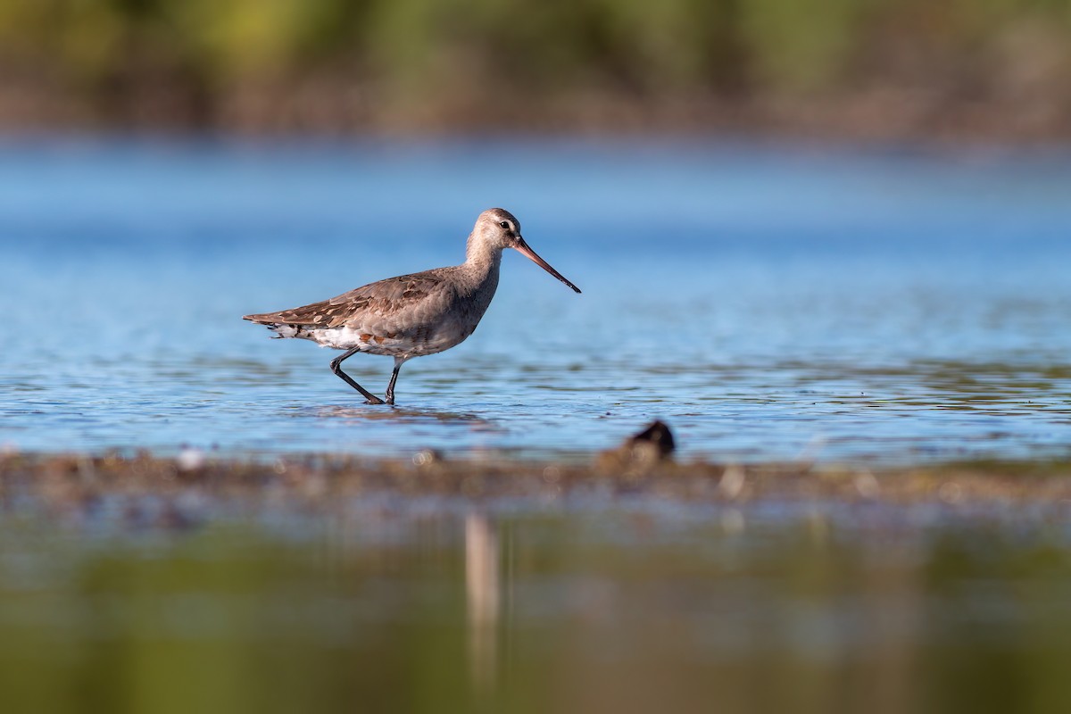 Hudsonian Godwit - ML640953194