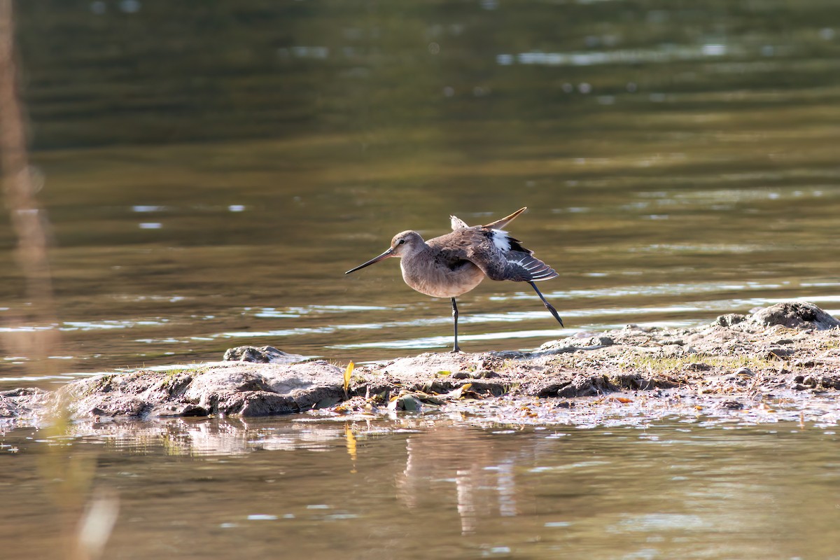 Hudsonian Godwit - ML640953195