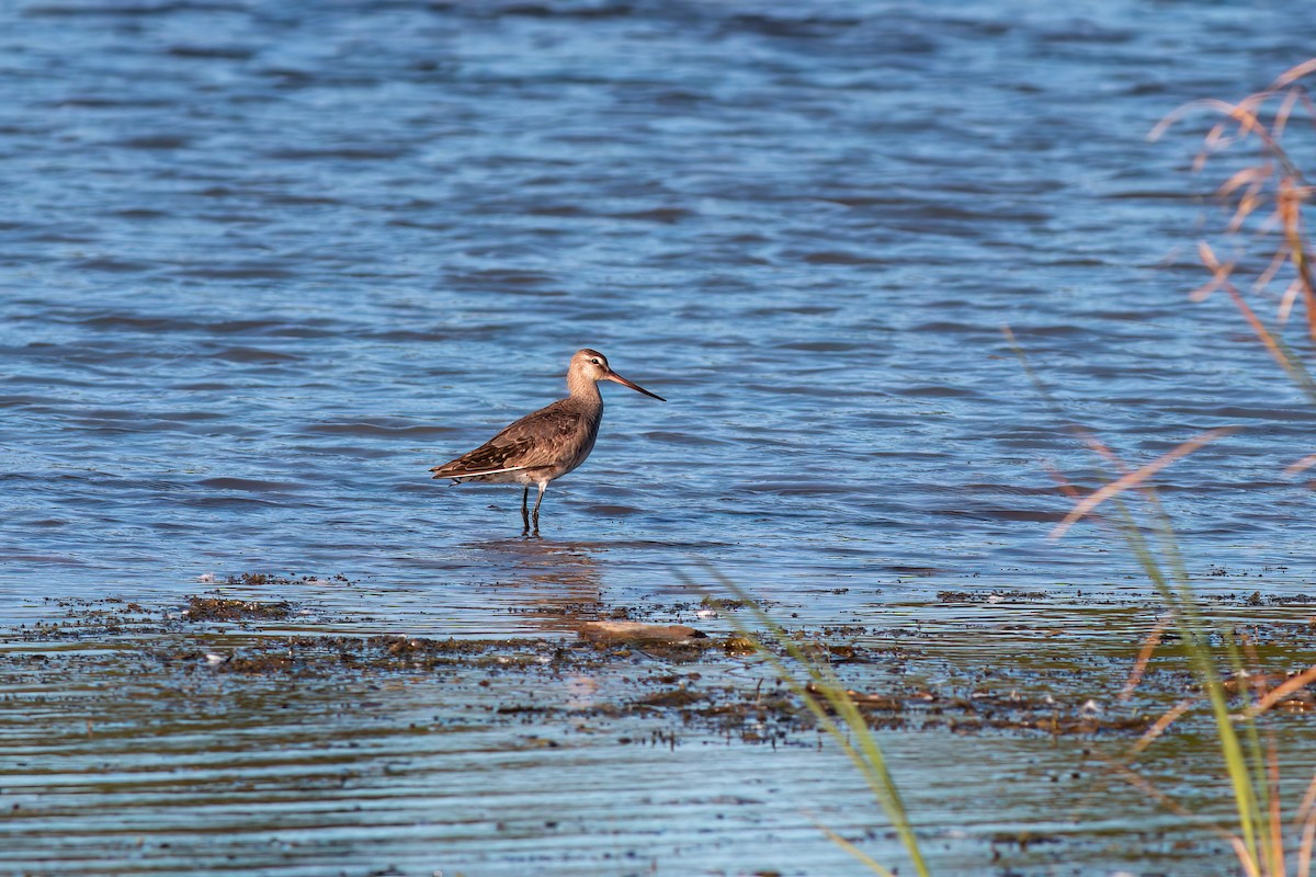 Hudsonian Godwit - ML640953196
