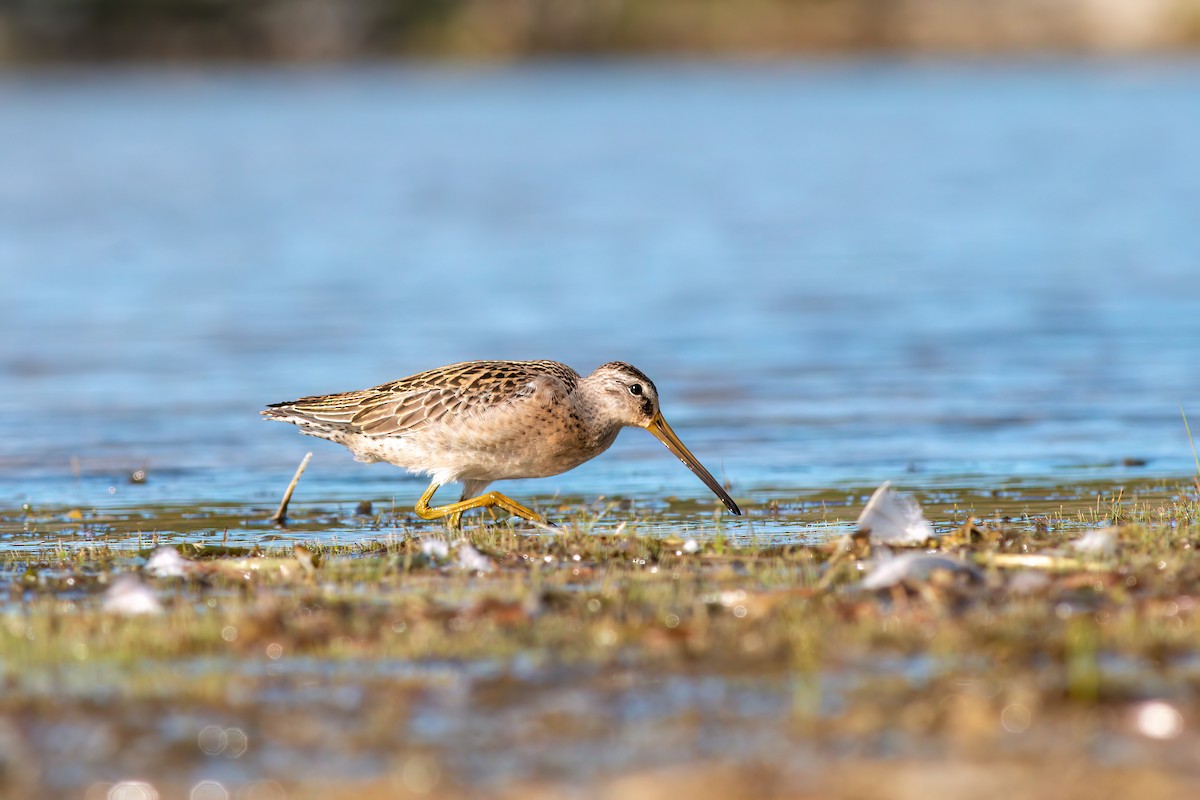 短嘴半蹼鷸 - ML640953207