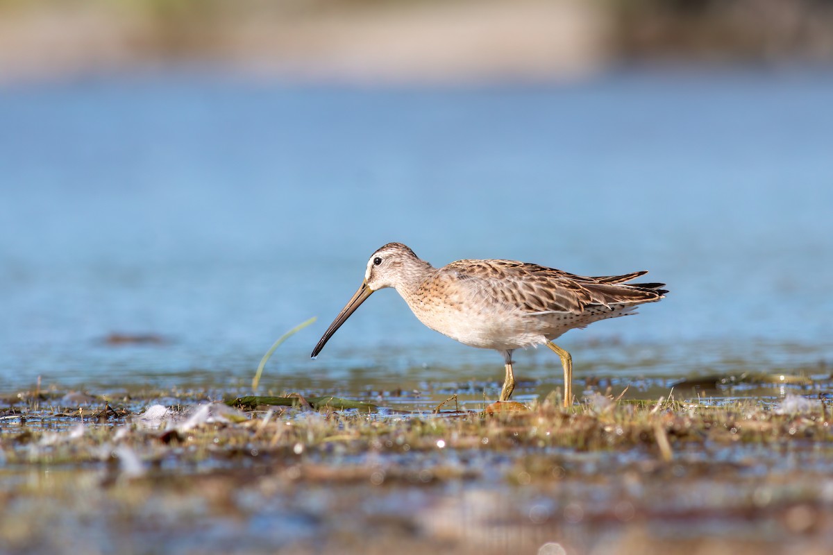 短嘴半蹼鷸 - ML640953208