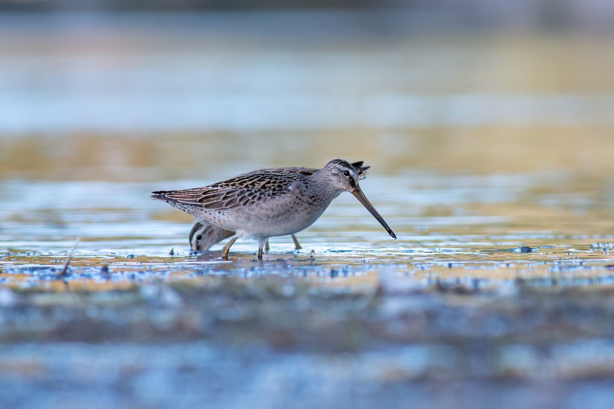 短嘴半蹼鷸 - ML640953209