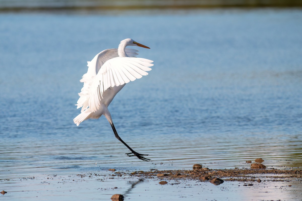 大白鷺 - ML640953216