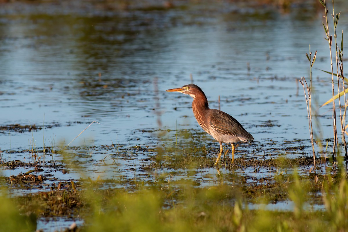 Green Heron - ML640953221